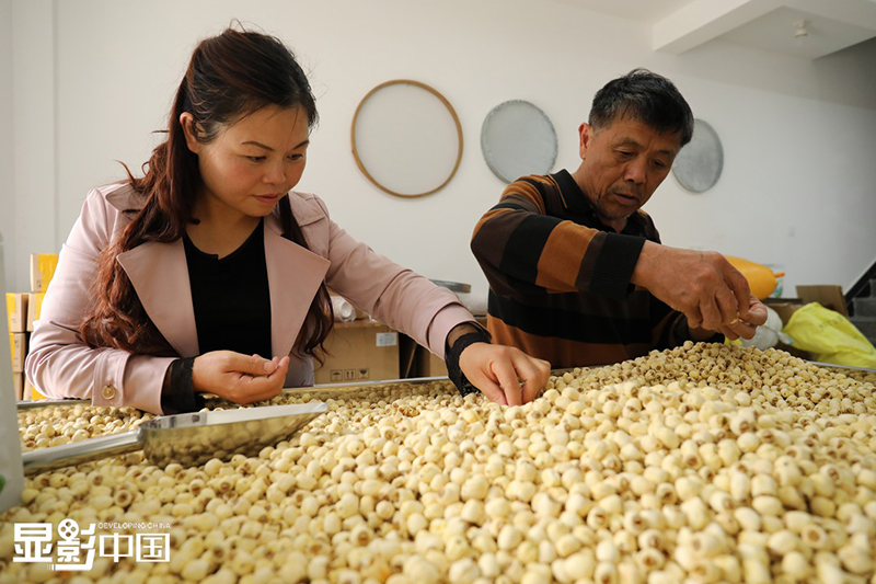 Rao Chunhong y su padre recogen semillas de loto. [Foto / Xinhua]