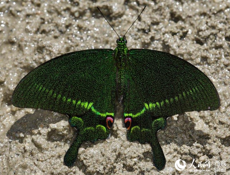 Mariposas tibetanas: bailarinas de la naturaleza