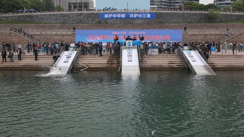 Unos 10.000 esturiones chinos de segunda generación filial son liberados en el río Yangtsé en Yichang, provincia de Hubei, 10 de abril del 2021. [Foto: proporcionada a China Daily]