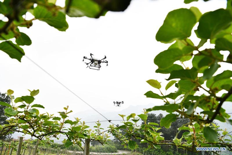 Drones fitosanitarios operan sobre una plantación de kiwi en Luwo, Xifeng, provincia de Guizhou. 
