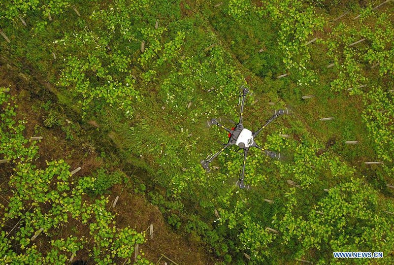 Dron fitosanitario opera sobre una plantación de uva en Hongyan, Xifeng, provincia de Guizhou. 