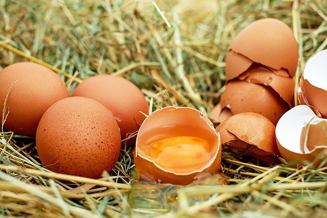 Investigan artículo académico que afirma que de los huevos hervidos pueden nacer polluelos