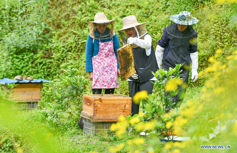 Una joven regresa a su ciudad natal para ayudar a las aldeas a desarrollar la industria de la cría de abejas