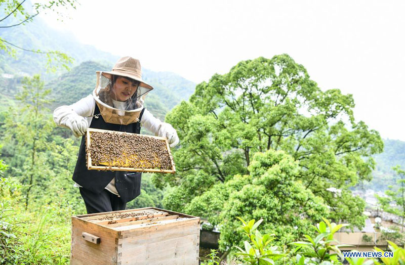 Una joven regresa a su ciudad natal para ayudar a las aldeas a desarrollar la industria de la cría de abejas