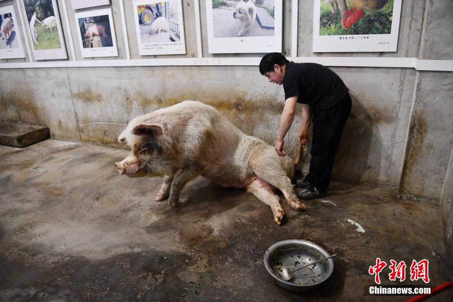 La "cerda resistente" que sobrevivió al terremoto de Wenchuan ya no puede ponerse de pie