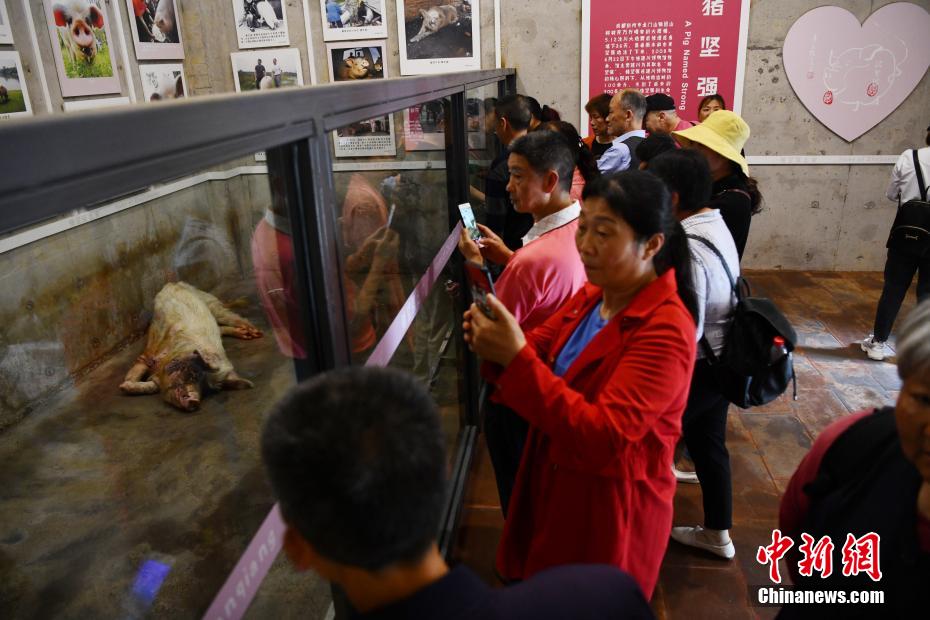 La "cerda resistente" que sobrevivió al terremoto de Wenchuan ya no puede ponerse de pie