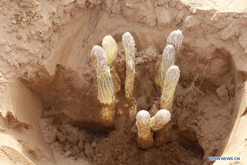 Agricultores cosechan beneficios mediante el control de arena en el desierto Ulan Buh