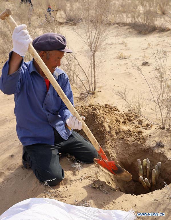 Agricultores cosechan beneficios mediante el control de arena en el desierto Ulan Buh