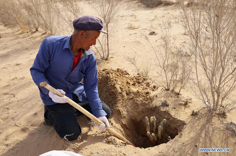 Agricultores cosechan beneficios mediante el control de arena en el desierto Ulan Buh
