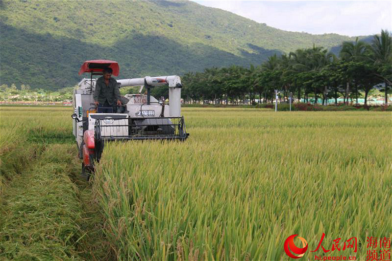 (Foto: cortesía de la sucursal en Sanya de China National Seed Group)