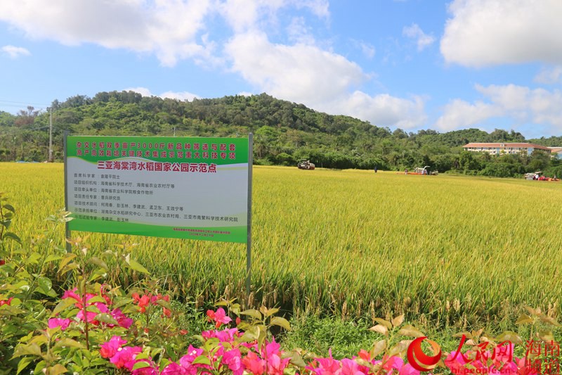 (Foto: cortesía de la sucursal en Sanya de China National Seed Group)