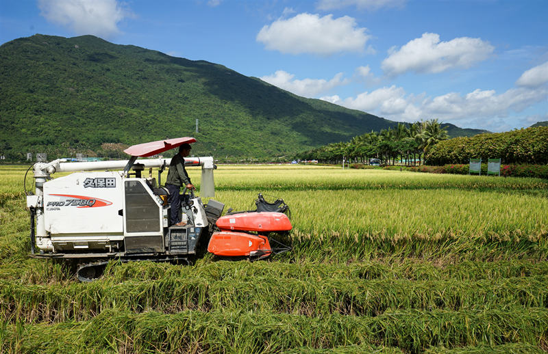 Nueva variedad híbrida altamente productiva se cultiva en los campos de demostración del Parque Nacional Paddy en Sanya, provincia de Hainan. [Foto: Wu Wei/ China Daily]