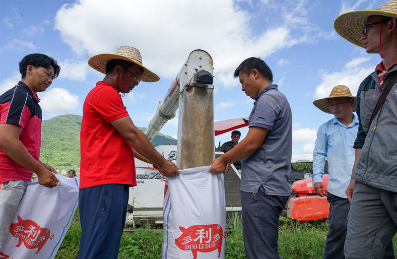 Expertos miden los rendimientos del arroz híbrido en el campo de demostración del Parque Nacional Paddy de Sanya, provincia de Hainan. [Foto: Wu Wei/ China Daily]