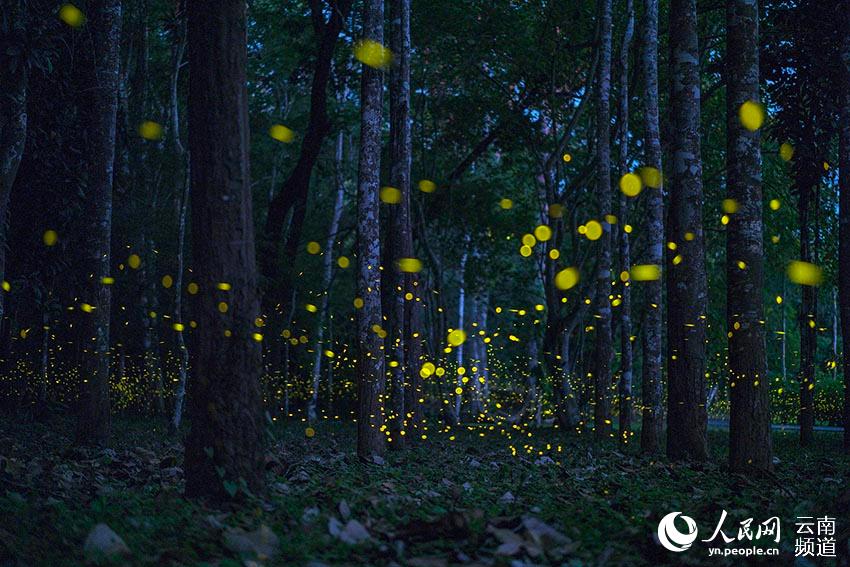 Enjambre de luciérnagas iluminan el Jardín Botánico de Xishuangbanna