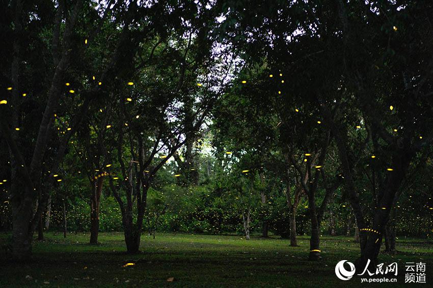 Enjambre de luciérnagas iluminan el Jardín Botánico de Xishuangbanna