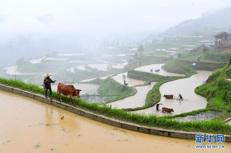 Liping, en Guizhou: "Miles de vacas en una misma granja" muestran la prosperidad de la cultura agrícola
