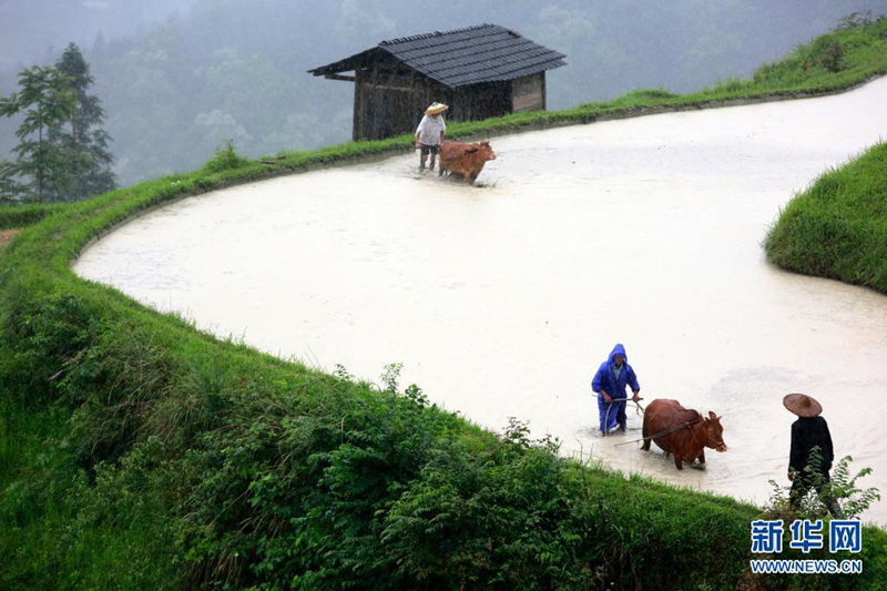 Liping, en Guizhou: "Miles de vacas en una misma granja" muestran la prosperidad de la cultura agrícola