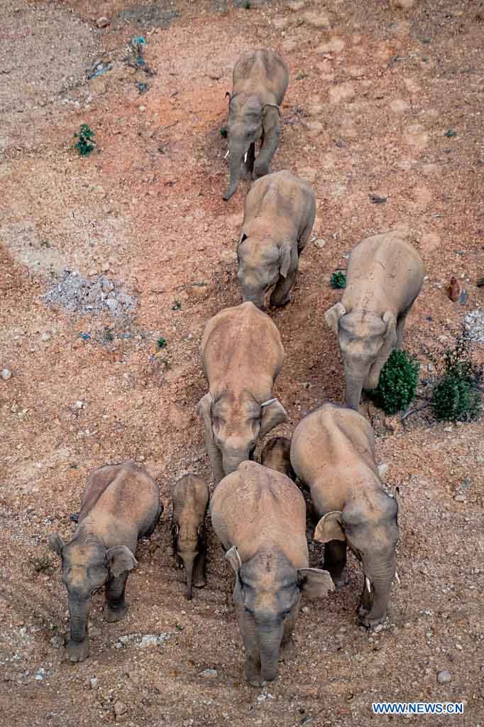 Foto aérea tomada el 28 de mayo de 2021 muestra una manada de elefantes asiáticos salvajes en el condado Eshan, ciudad de Yuxi, provincia de Yunnan, suroeste de China. Las autoridades están rastreando a 15 elefantes asiáticos salvajes en la provincia de Yunnan, suroeste de China, mientras la manada migra hacia el norte. Los elefantes ahora deambulan por el condado Eshan después de un largo viaje desde la prefectura más septentrional de la provincia, que comenzó el 16 de abril. Actualmente se encuentran a menos de 50 km de la capital provincial, Kunming, dijo la Administración Provincial de Bosques y Pastizales. Las imágenes de monitoreo muestran que la manada incluye seis elefantes hembras adultas, tres machos adultos, tres casi adultos y tres crías. (Xinhua / Hu Chao)