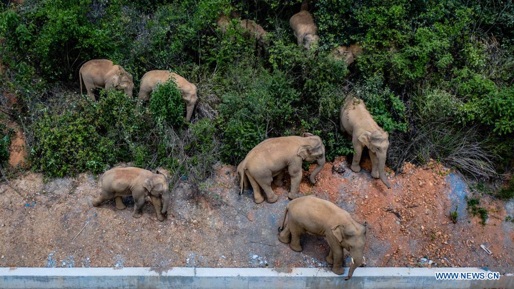 Foto aérea tomada el 28 de mayo de 2021 muestra una manada de elefantes asiáticos salvajes en el condado Eshan, ciudad de Yuxi, provincia de Yunnan, suroeste de China. Las autoridades están rastreando a 15 elefantes asiáticos salvajes en la provincia de Yunnan, suroeste de China, mientras la manada migra hacia el norte. Los elefantes ahora deambulan por el condado Eshan después de un largo viaje desde la prefectura más septentrional de la provincia, que comenzó el 16 de abril. Actualmente se encuentran a menos de 50 km de la capital provincial, Kunming, dijo la Administración Provincial de Bosques y Pastizales. Las imágenes de monitoreo muestran que la manada incluye seis elefantes hembras adultas, tres machos adultos, tres casi adultos y tres crías. (Xinhua / Hu Chao)
