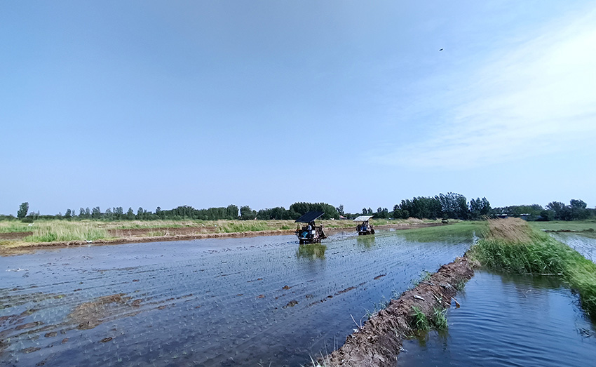 Imagen de máquinas para trasplantar plántulas de arroz en el distrito Beichen de Tianjin, en el norte de China. (Foto proporcionada por el Departamento de Publicidad del Distrito Beichen)