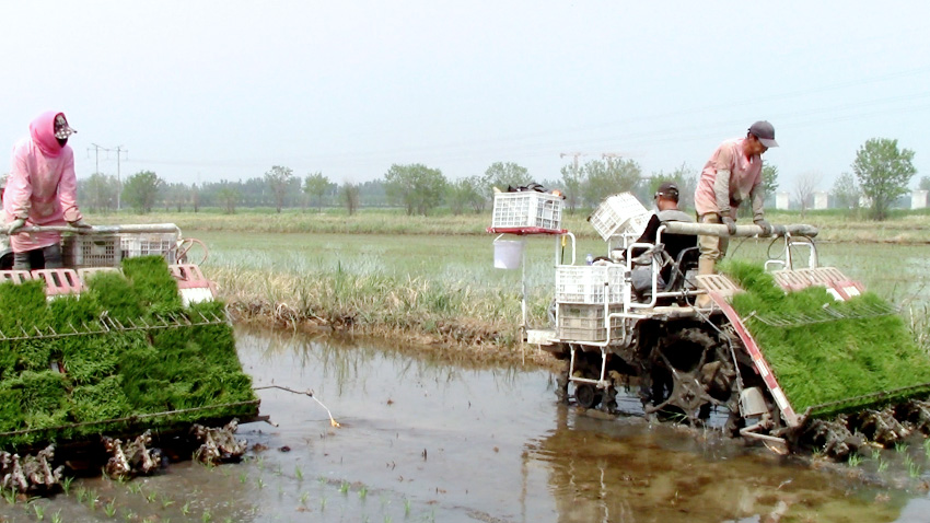 Imagen de máquinas para trasplantar plántulas de arroz en el distrito Beichen de Tianjin, en el norte de China. (Foto proporcionada por el Departamento de Publicidad del Distrito Beichen)