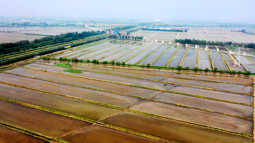 Imagen de máquinas para trasplantar plántulas de arroz en el distrito Beichen de Tianjin, en el norte de China. (Foto proporcionada por el Departamento de Publicidad del Distrito Beichen)