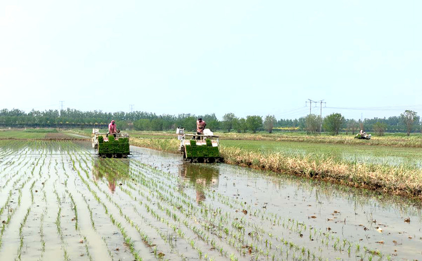 Imagen de máquinas para trasplantar plántulas de arroz en el distrito Beichen de Tianjin, en el norte de China. (Foto proporcionada por el Departamento de Publicidad del Distrito Beichen)