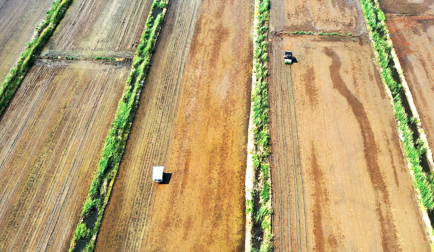 Imagen de máquinas para trasplantar plántulas de arroz en el distrito Beichen de Tianjin, en el norte de China. (Foto proporcionada por el Departamento de Publicidad del Distrito Beichen)