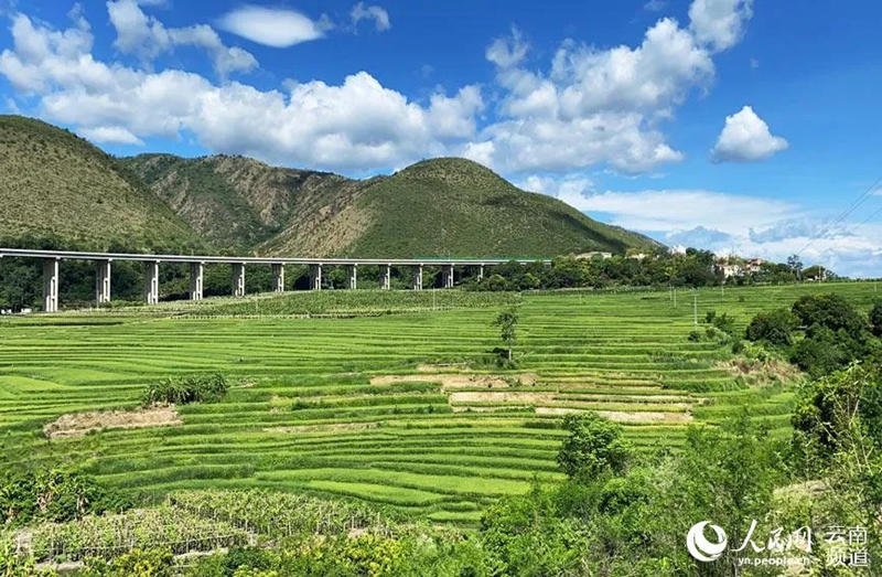 La foto muestra el arroz plantado en el condado Yuanjiang, provincia de Yunnan. (Foto / Hu Fengyi)