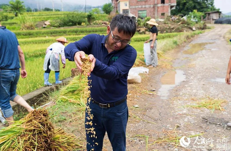 Hu Fengyi revisa el arroz. (Foto / Wang Wei)