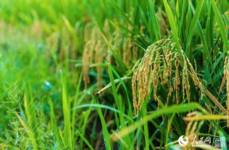 La foto muestra el arroz que se va a cosechar. (Foto / Wang Wei)