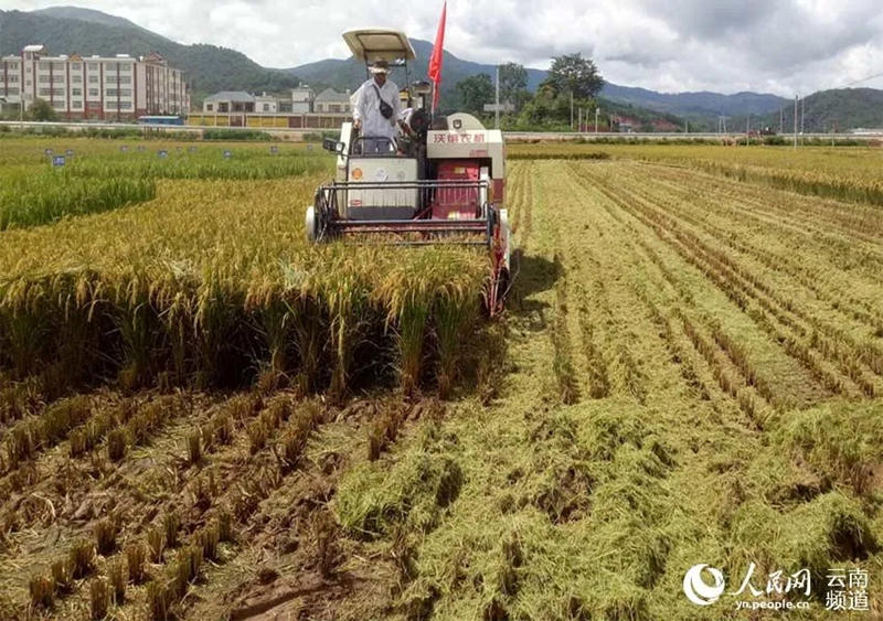 El arroz se cosecha en un campo de siembra de prueba en el municipio de Nayun, condado Menglian, ciudad de Pu'er en Yunnan. (Foto / Huang Guangfu)