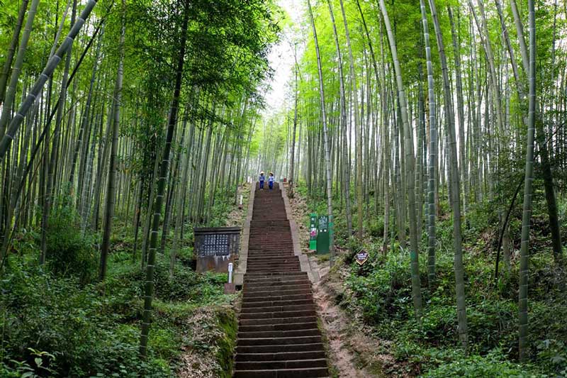 Bamboo Sea National Forest Park, sitio turístico nacional 5A en Chishui, provincia de Guizhou, es un lugar ideal para disfrutar de unas vacaciones de verano. [Foto: Wang Zhongshu/ chinadaily.com.cn]