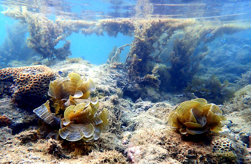 Maravillas del mundo coralino de Hainan. (Foto: Diario del Pueblo en Línea/Ji Xiang)