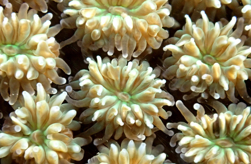 Maravillas del mundo coralino de Hainan. (Foto: Diario del Pueblo en Línea/Ji Xiang)