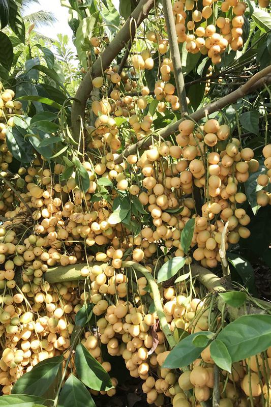 La foto muestra uvas birmanas cosechadas en la base de plantación de árboles de frutas tropicales en Qionghai, provincia de Hainan, en el sur de China. (Foto cortesía de la base de plantación de árboles frutales tropicales)