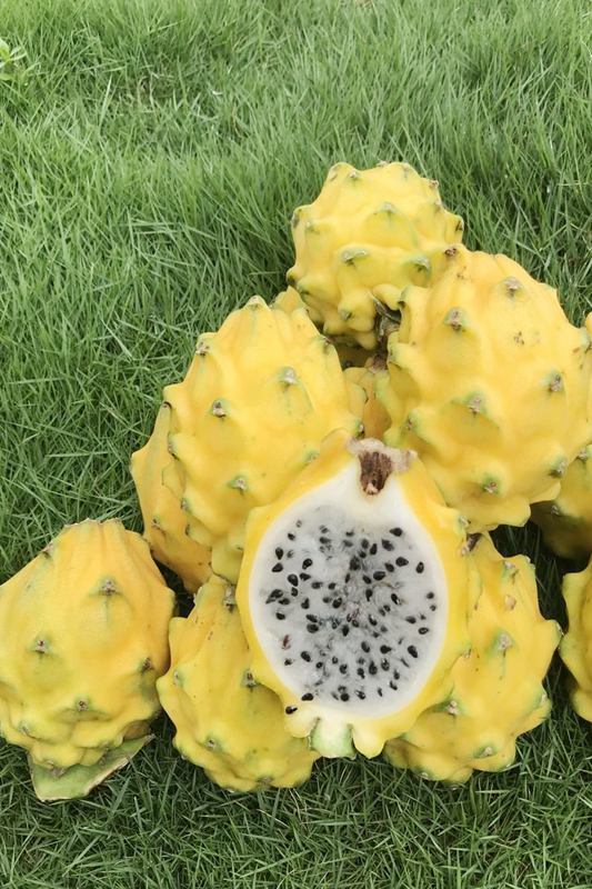 La foto muestra pitayas amarillas cosechadas en la base de plantación de árboles de frutas tropicales en Qionghai, provincia de Hainan, en el sur de China. (Foto cortesía de la base de plantación de árboles frutales tropicales)
