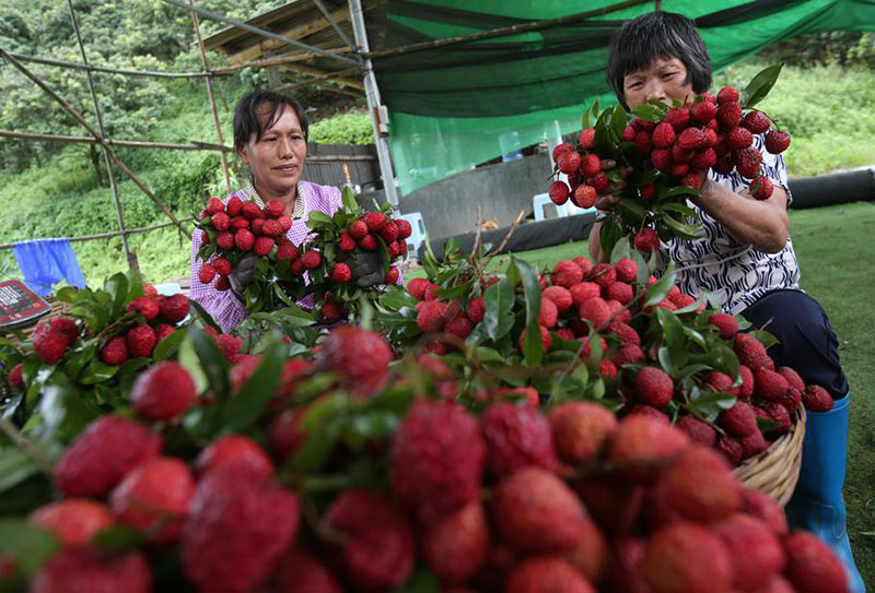 Los trabajadores cosechan la fruta del lichi. [Foto de Zheng Erqi / chinadaily.com.cn]