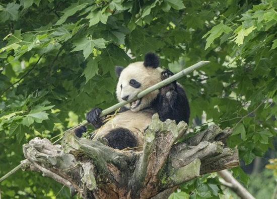 El 24 de junio de 2021, un panda gigante en la Base Shenshuping del Centro de Investigación y Conservación de Pandas Gigantes de China comiendo en la ciudad de Gengda, condado Wenchuan, prefectura de Aba, en la provincia de Sichuan. (Liu Guoxing / Pueblo en Línea)