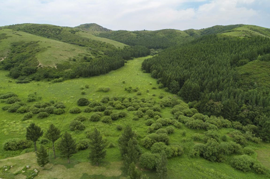 La imagen muestra los humedales y bosques primitivos en la Reserva Natural Nacional de Ulanba en Balinzuo, ciudad de Chifeng, Mongolia Interior, tomada el 26 de julio de 2020. (Wang Zheng / Pueblo en Línea)