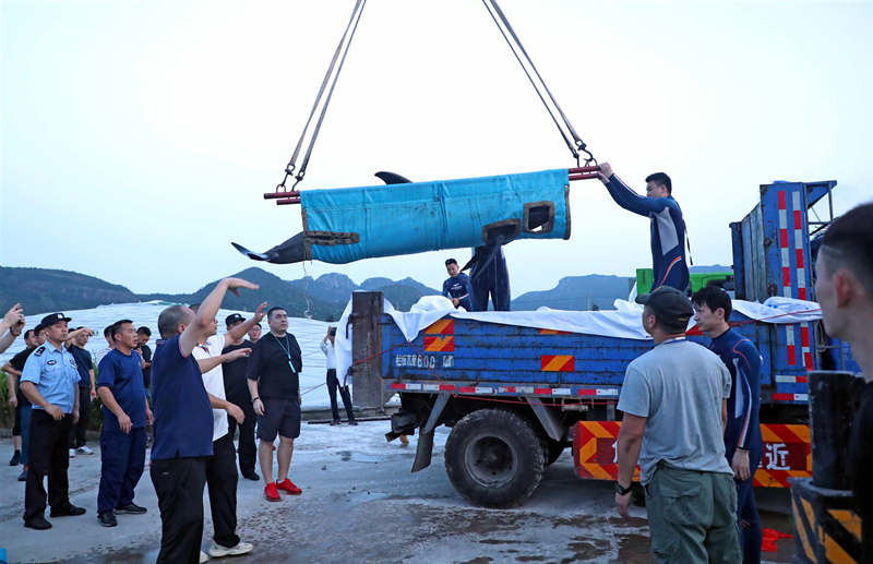 Rescatistas mueven una ballena cabeza de melón antes de devolverla al océano en Taizhou, provincia de Zhejiang, 7 de julio del 2021. [Foto: Pan Kanjun/ China Daily]