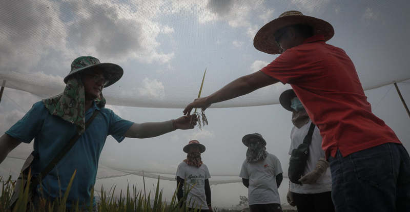 El investigador Gu Xiaozhen (izquierda) y su colega Yang Hanshu comprueban el estado de una espiga de arroz , 6 de abril del 2021. [Foto: Zhang Mao/ China Daily]