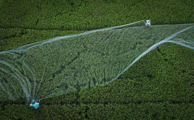 Investigadores cubren el campo de arroz experimental con una red protectora para evitar que las aves silvestres se alimenten de los granos en la Base de Cultivo Científico y de Investigación en Sanya, provincia de Hainan, 4 de abril del 2021. [Foto:  Zhang Mao/ China Daily]