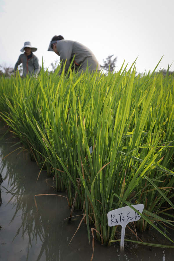 Cada variedad de arroz tolerante a la sal tiene una etiqueta distintiva. [Foto: Zhang Mao/ China Daily]