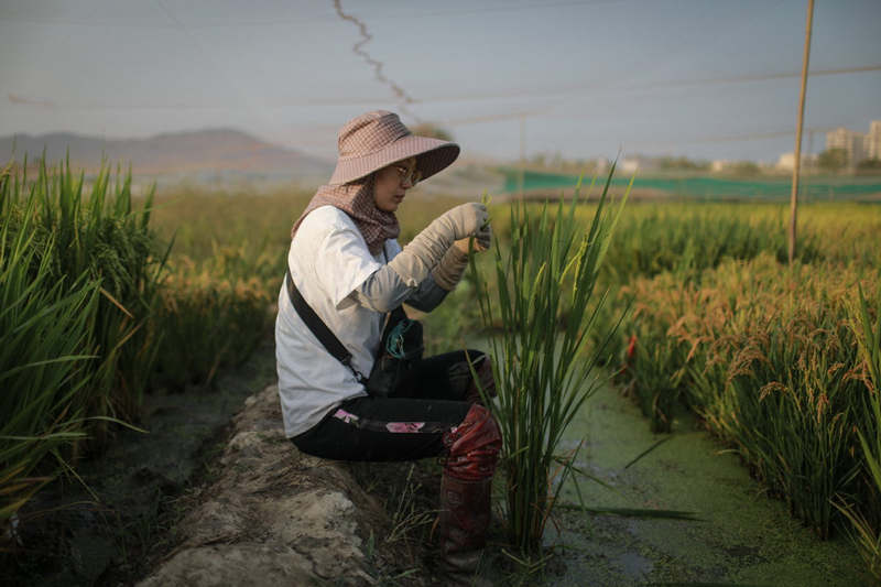 Yu Meng hace un experimento de cruzamiento en el campo de arroz experimental. [Foto: Zhang Mao/ China Daily]