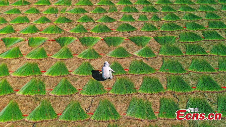 Aldeanos secan hierba tapizante en la aldea Shuanggang,Taizhou, provincia de Zhejiang, 15 de julio del 2021. (Foto: Hua Wenwu)