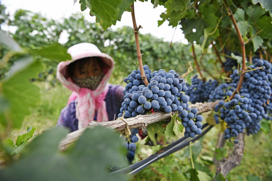 Almacén de vino en el municipio Minning, Región Autónoma de Ningxia Hui, 1 de julio del 2021. [Foto: Xinhua]