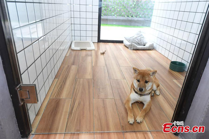 La foto muestra a un perro que vive en una elegante habitación para perros con ventanas, el 19 de julio de 2021. (Foto / Yang Huafeng)