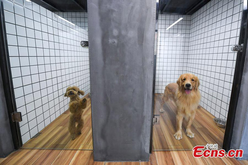 Dos perros viven en una habitación estándar para perros, que cuesta 99 yuanes por día (alrededor de 12 dólares), el 19 de julio de 2021. (Foto / Yang Huafeng)