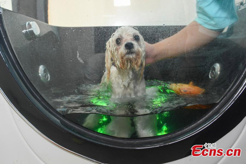Un perro disfruta de un spa en un hotel en Changsha, capital de la provincia de Hunan, el 19 de julio de 2021. (Foto / Yang Huafeng)